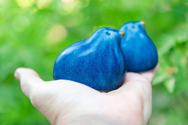 Pair of blue birds sharing a nest - Image 3