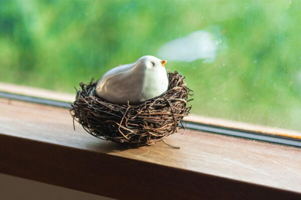 White bird in a nest