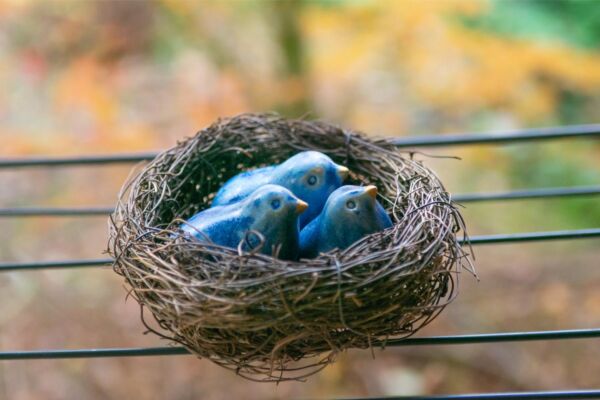 Three blue birds in a nest