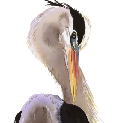 The Heron