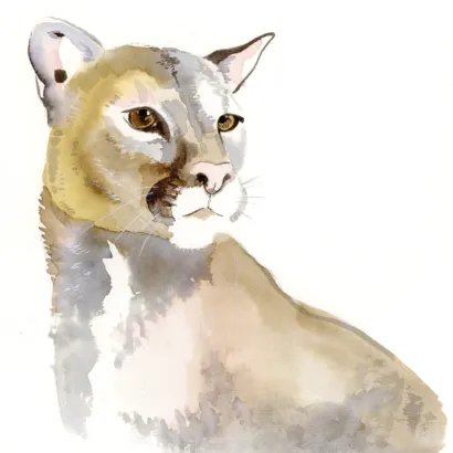 The Cougar