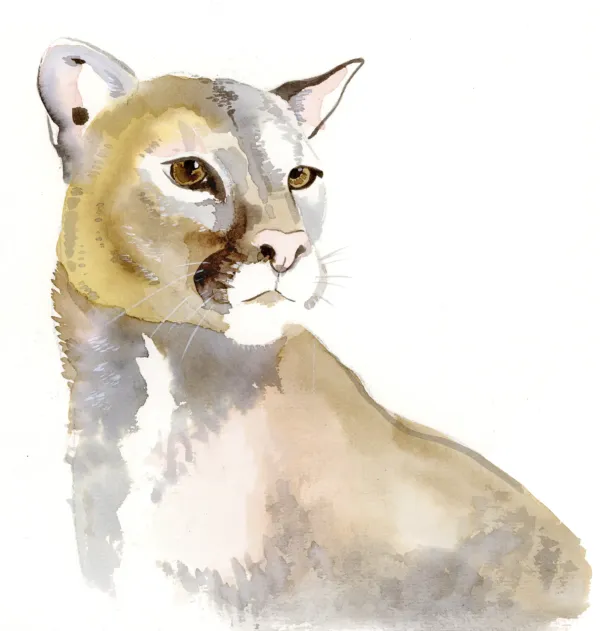 The Cougar