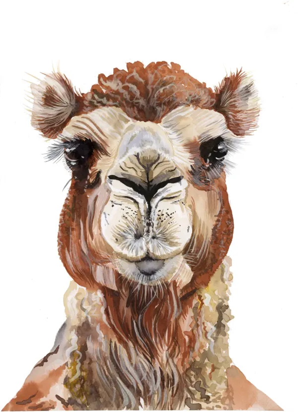 Hump of the Highlands